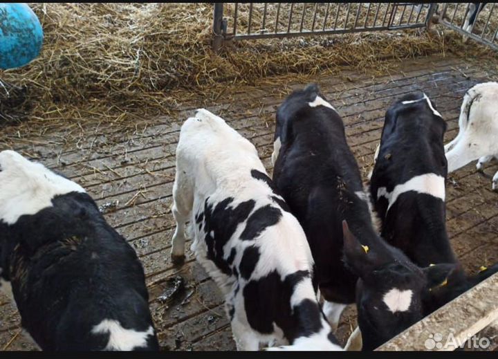 Бычки и телята