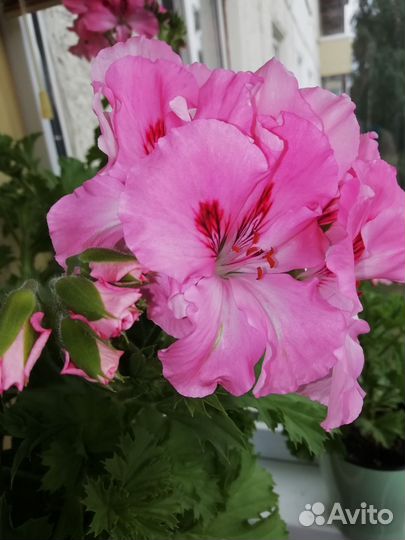 Пеларгония герань