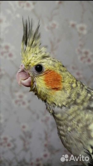 Попугай корелла птенец