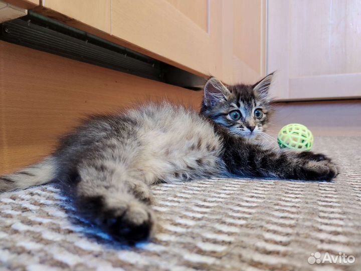 Котик бесплатно