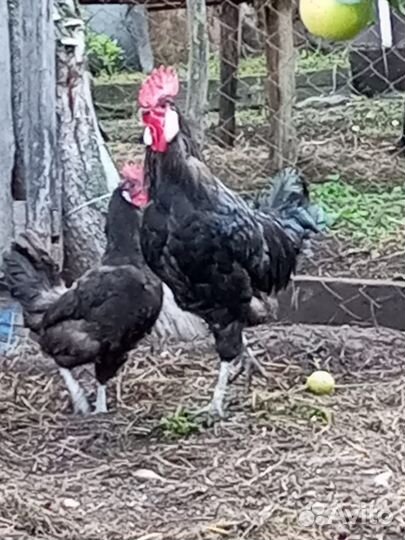 Племенная птица