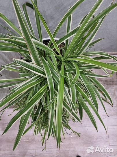 Хлорофитум