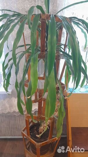 Драцена душистая