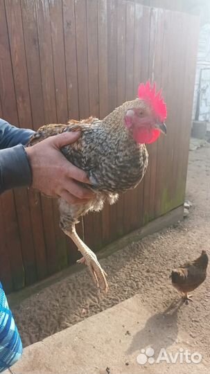 Молодые петушки