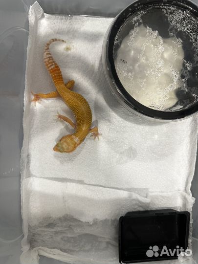 Эублефар Tangerine het TA
