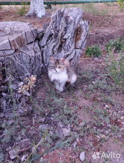 Котята бесплатно