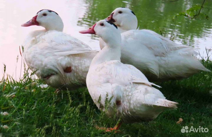 Утки муларды