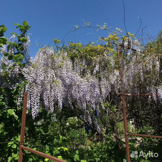 Саженцы растений; цветы