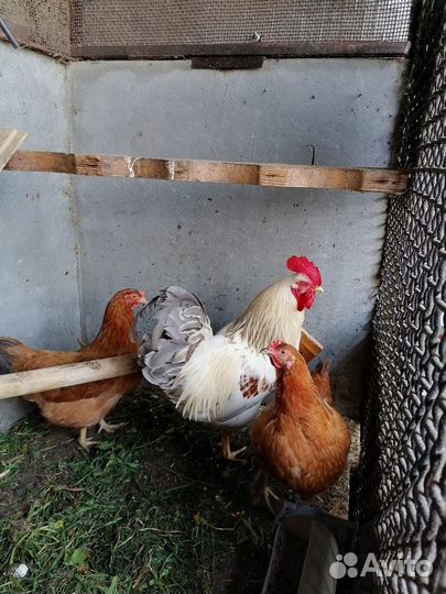 Куры и петух Антон