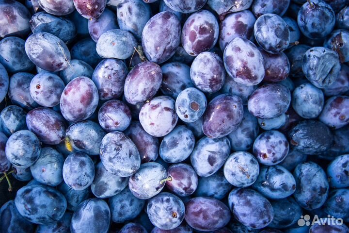 Саженцы Плодово-ягодные культуры из питопника