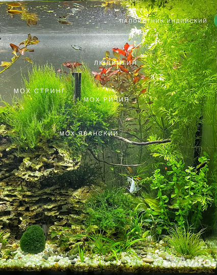 Для аквариума