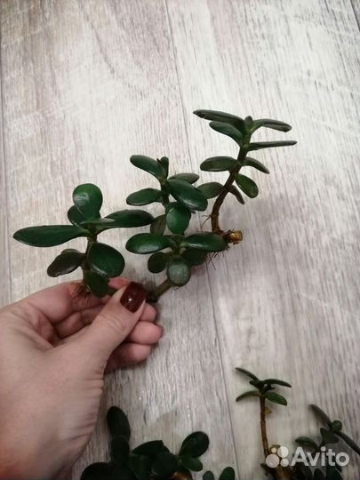 Толстянка, крассула, денежное дерево