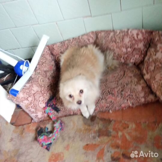 Немецкий шпиц девочка