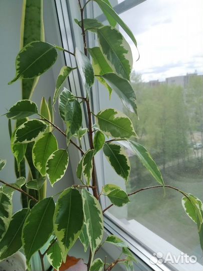 Фикус Бенджамина пестролистный