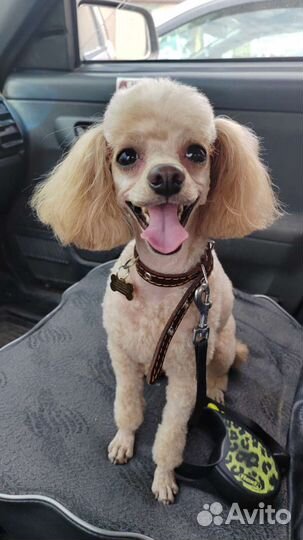 Щенки той-пудель