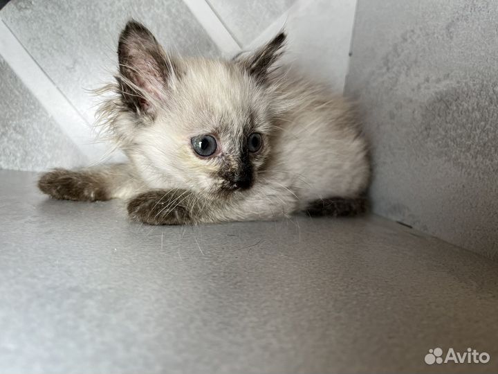 Невская маскарадная котенок