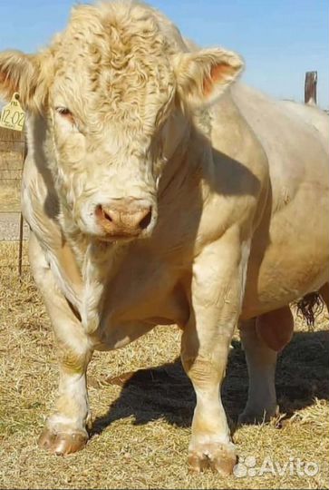 Крс Аулиекольской породы