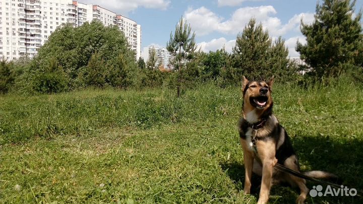 Передержка собак