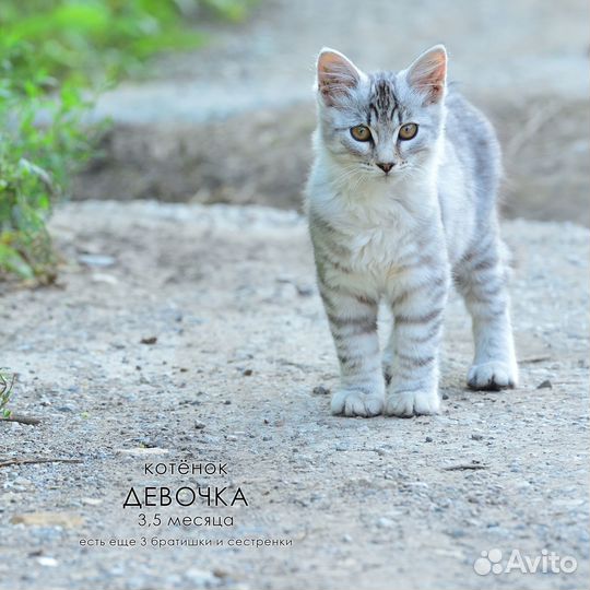 Красивые котята
