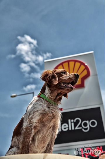 Бретонский эпаньоль