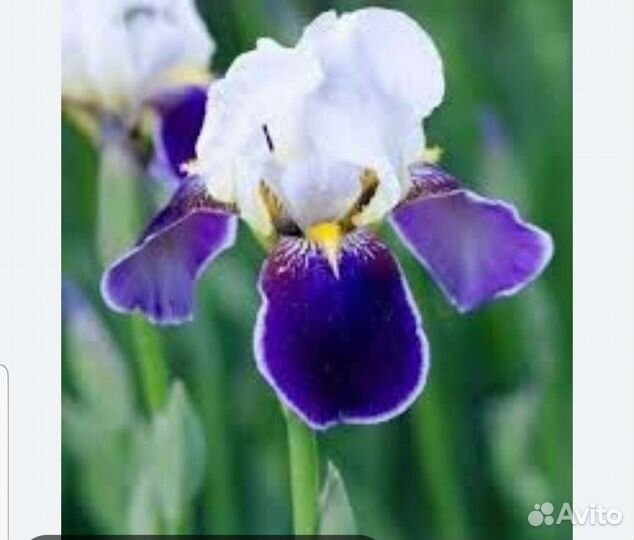 Ирисы оптом