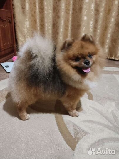 Померанский шпиц приглашает в гости девочку