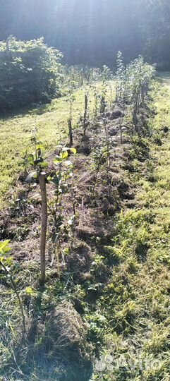 Саженцы Яблонь