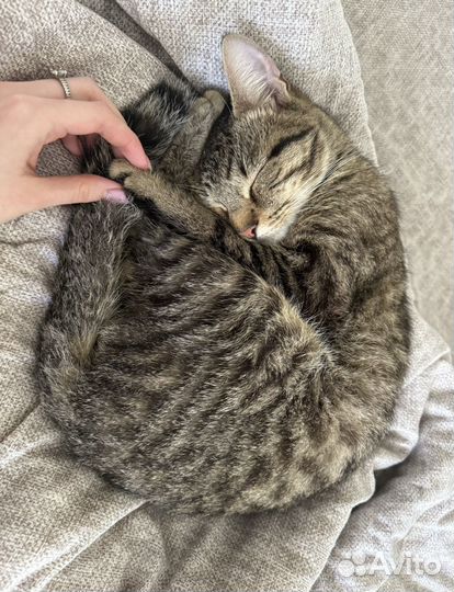 Котенок девочка очень ласковая