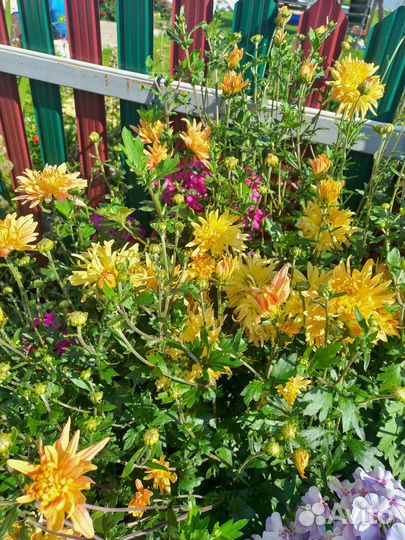 Хризантема