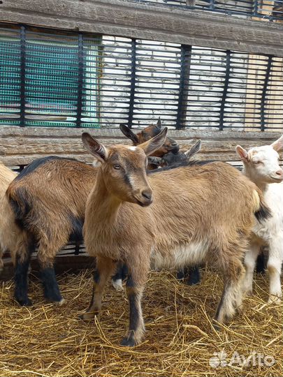 Козлята