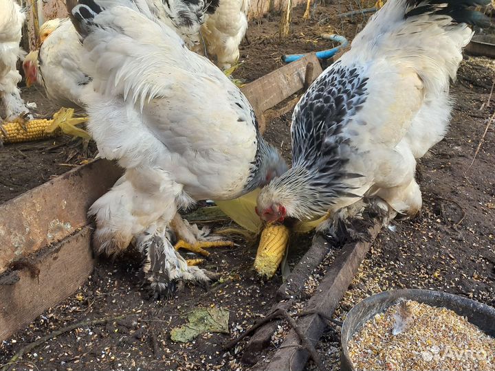 Молодые петухи Брама колумбийская