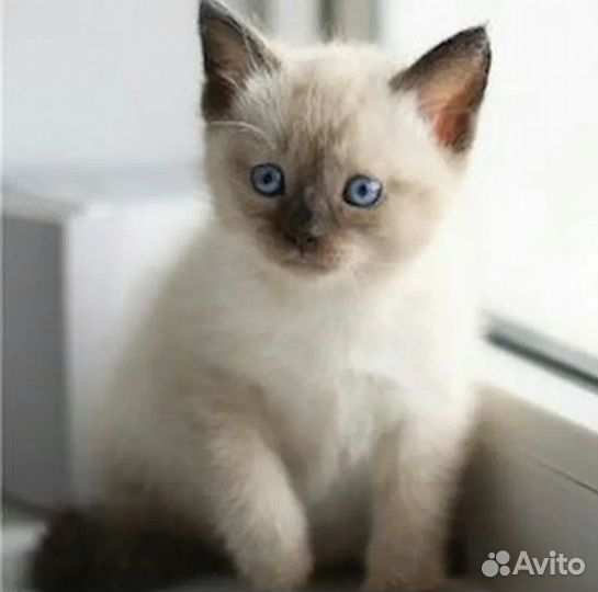 Сиамский котенок девочка