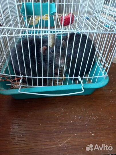 Крыссы с клеткой