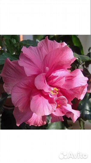 Цветы для дома