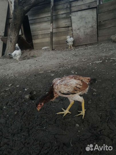 Бойцовые петух и куры