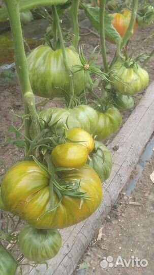 Помидоры свежие домашние