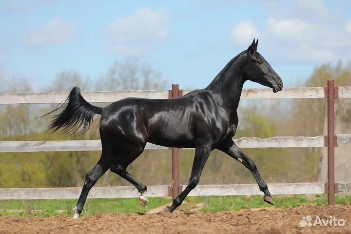 Великолепные чистокровные ахалтекинцы