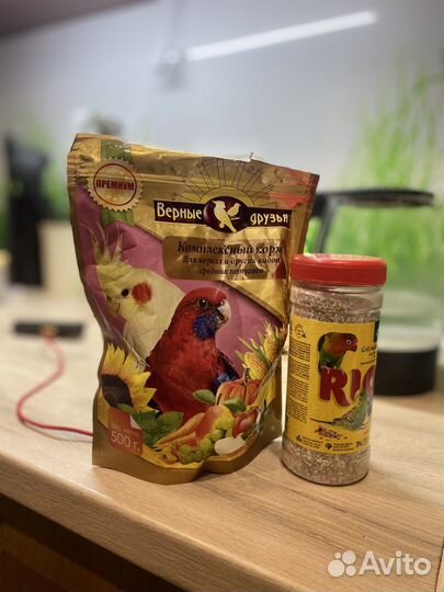 Попугай корелла с клеткой