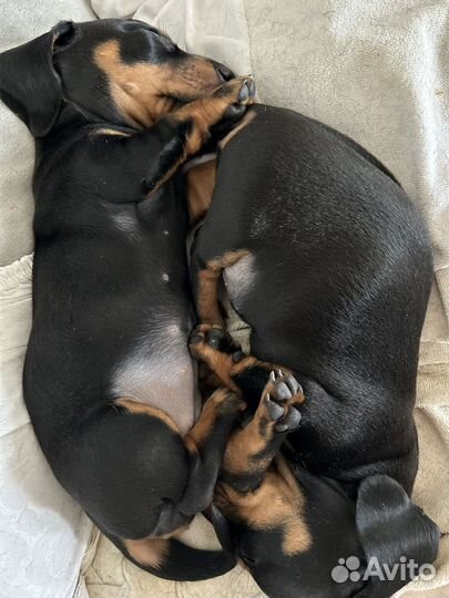 Щенки таксы