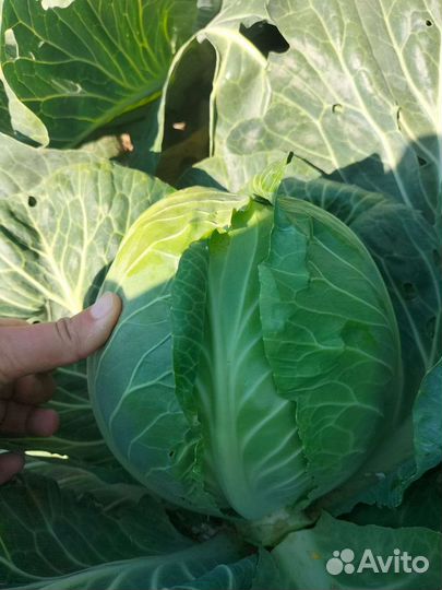 Капуста Белокочанная