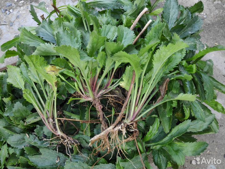 Ромашка рассада