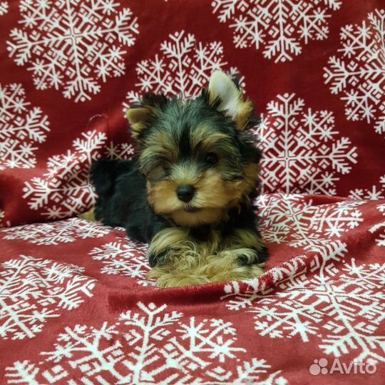 Йоркширский терьер мини девочка