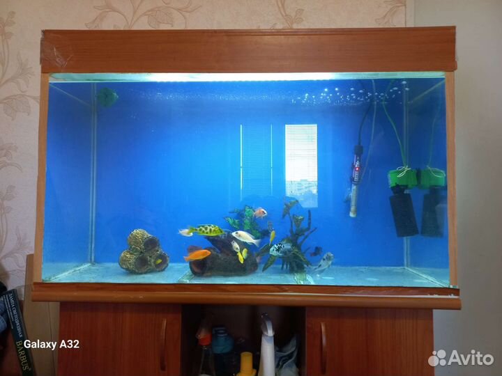 Аквариум с тумбой 220 литров с рыбками (цыхлиды)