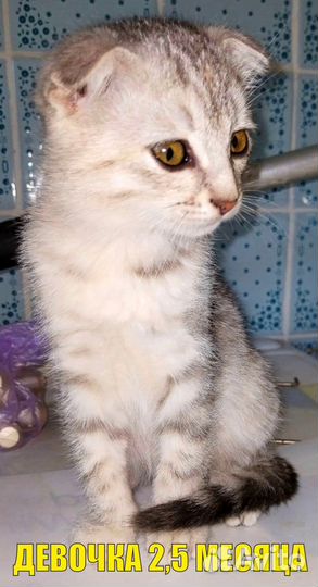 Котята вислоухие и страйт, бесплатно