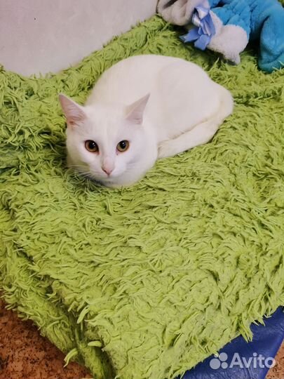 Кошка турецкая ангора