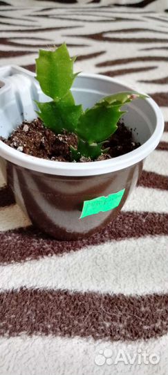 Декабрист шлюмбергера