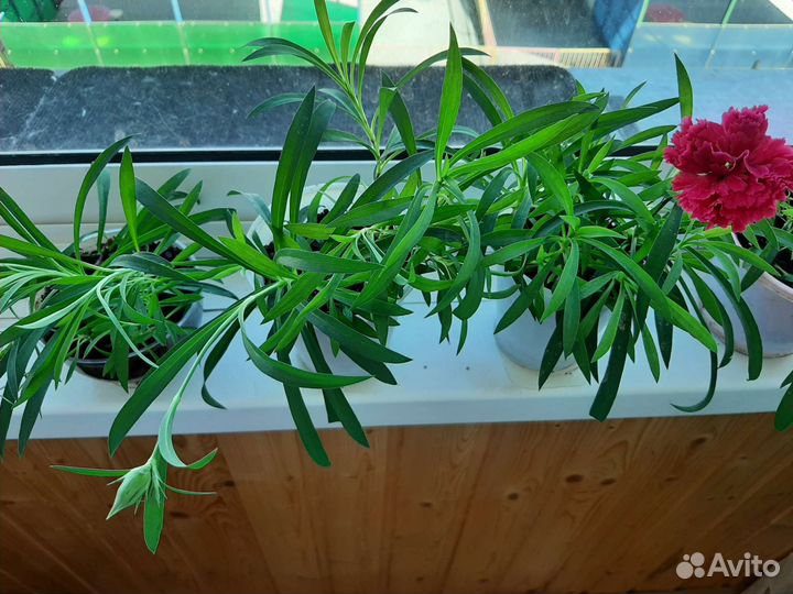 Гвоздика комнатная