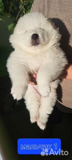 Щенки самоеда