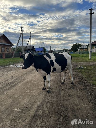Корова дойная хорошая