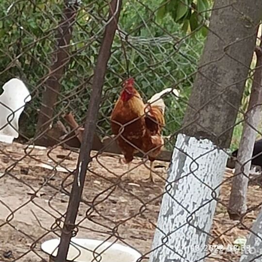 Куры несушки ломан браун